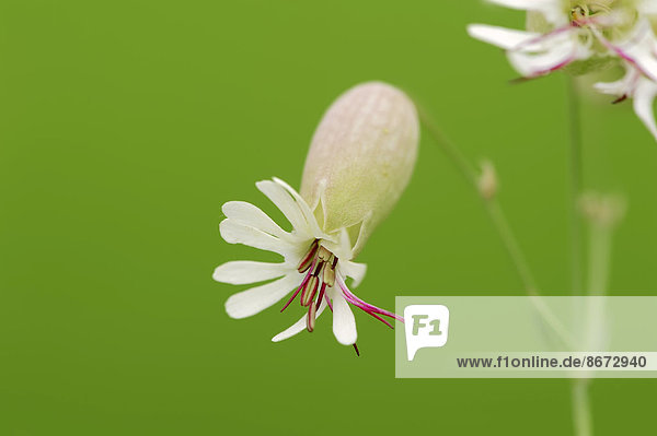 Taubenkropf-Leimkraut (Silene vulgaris) Blüte Nordrhein-Westfalen Deutschland