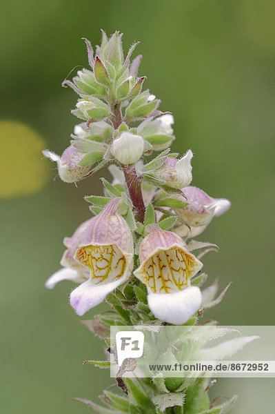 Wolliger Fingerhut (Digitalis lanata)  Blüten  Nordrhein-Westfalen  Deutschland