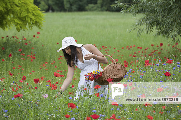 Frau im weißen Sommerkleid pflückt Blumen  Niedersachsen  Deutschland