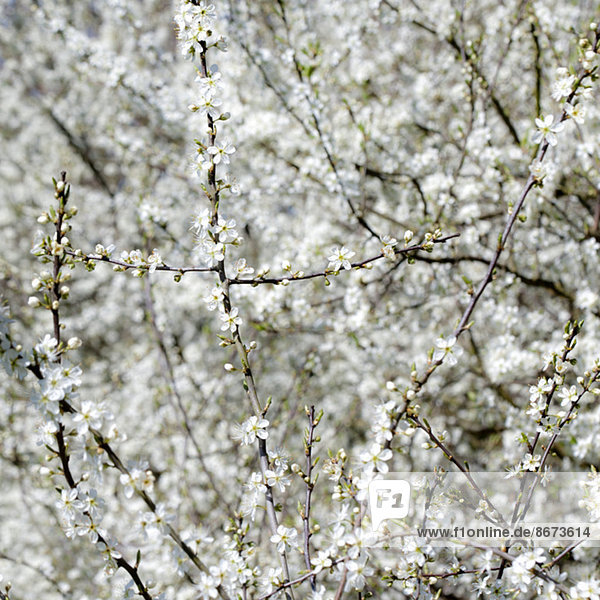 Weiße Schlehdornblütenzweige