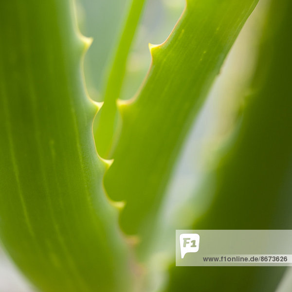 Nahaufnahme der Aloe Vera Pflanze