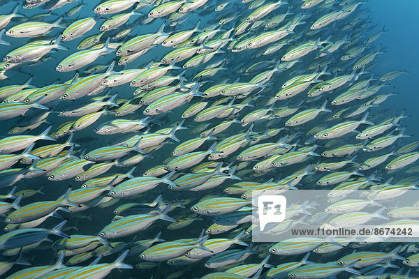 Füsilier Caesionidae Fischschwarm Menschenreihe Oman