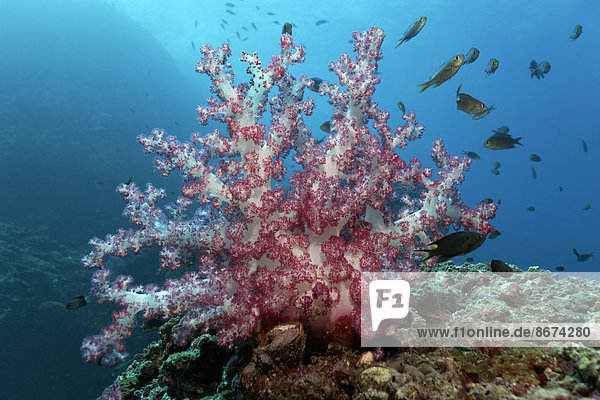 Klunzingers Weichkoralle (Dendronephthya klunzingeri)  auf Riffdach  verschiedene Riffbarsche (Pomacentridae)  Daymaniyat Inseln Naturreservat  Provinz al-Batina  Sultanat von Oman