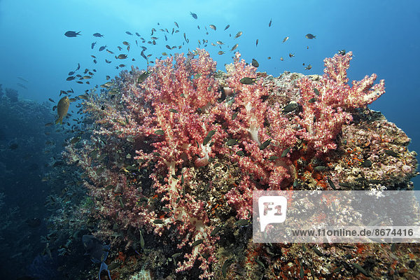 Klunzingers Weichkorallen (Dendronephthya klunzingeri)  auf Riffdach  verschiedene Riffbarsche (Pomacentridae)  Daymaniyat Inseln Naturreservat  Provinz al-Batina  Sultanat von Oman