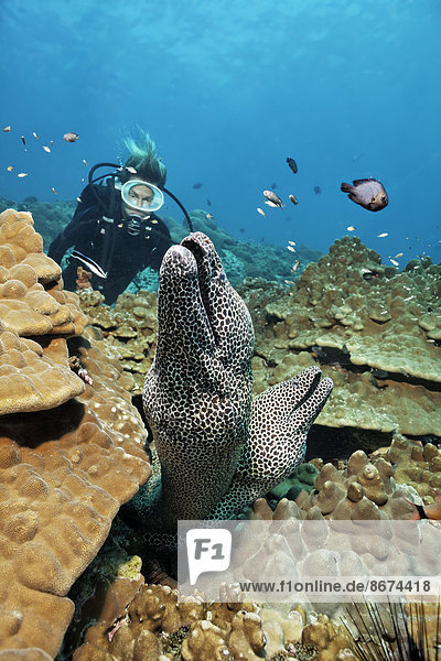 Taucher beobachtet zwei Große Netzmuränen (Gymnothorax favagineus  Gymnothorax permistus) die aus Korallenriff schauen  Daymaniyat Inseln Naturreservat  Provinz al-Batina  Sultanat von Oman