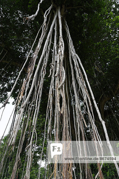 Riesiger Banyanbaum (Ficus benghalensis)  Candi Mendut  Mendut Tempel  Mendut  Jawa Tengah  Indonesien