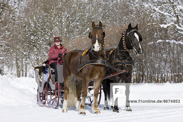 Sleigh with Welsh ponies in winter  sleigh ride  Söll  Tyrol  Austria