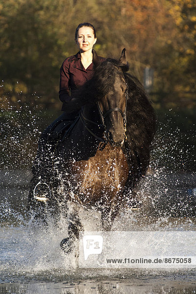 Horsewoman riding a black Friesian horse  trotting through the water  Northern Tyrol  Austria