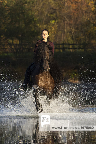 Horsewoman riding a black Friesian horse  trotting through the water  Northern Tyrol  Austria