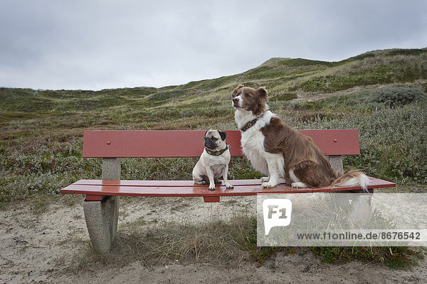 Zwei Hunde auf einer Bank  Sylt  Schleswig-Holstein  Deutschland