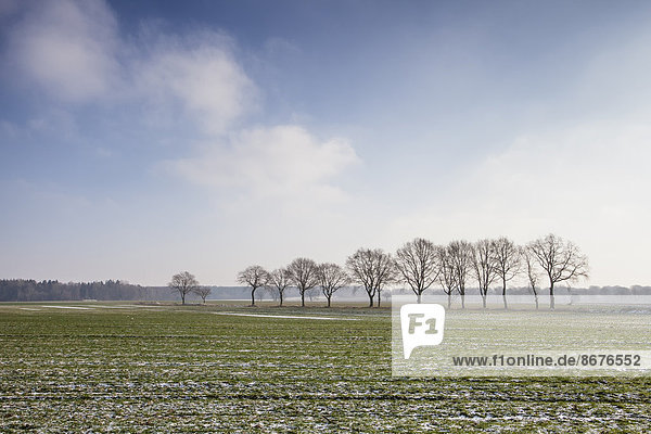 Winterliche Feldandschaft bei Borstel  Schleswig-Holstein  Deutschland