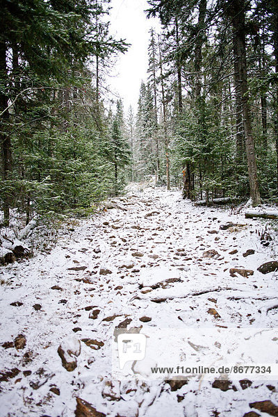 Ländliches Motiv  ländliche Motive  bedecken  Weg  Wald  Schnee