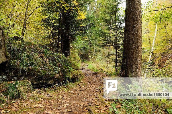 Nationalpark Landschaft Wald Herbst bayerisch Deutschland Weg