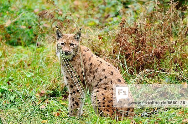 hoch oben nahe sitzend Wald Eurasien bayerisch Deutschland Luchs lynx lynx