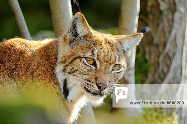 Portrait Wald Eurasien Luchs lynx lynx