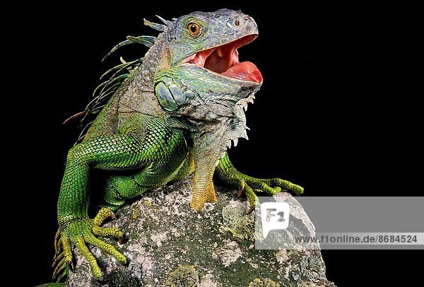 Grüner Leguan  Iguana iguana