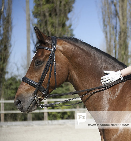 Seitenansicht. Ein braunes Pferd mit Zaumzeug. Die Hand eines Reiters mit Handschuhen auf der glänzend braunen Haut des Halses.
