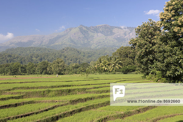 Sri Lanka  Tangale  Reisfelder