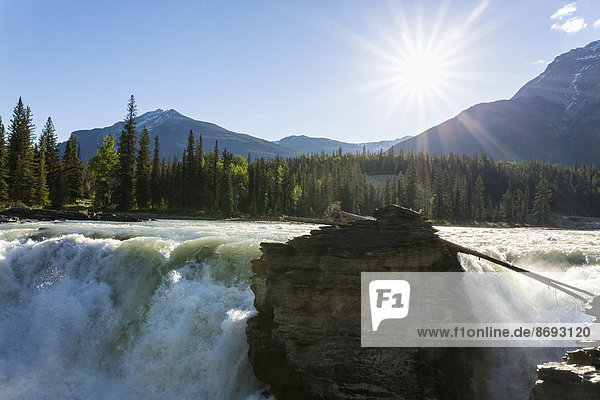 Kanada  Alberta  Jasper Nationalpark  Athabasca Fluss  Athabasca Fälle