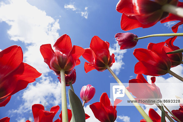 Red tulips (Liliaceae Tulipa),  view from below into sky