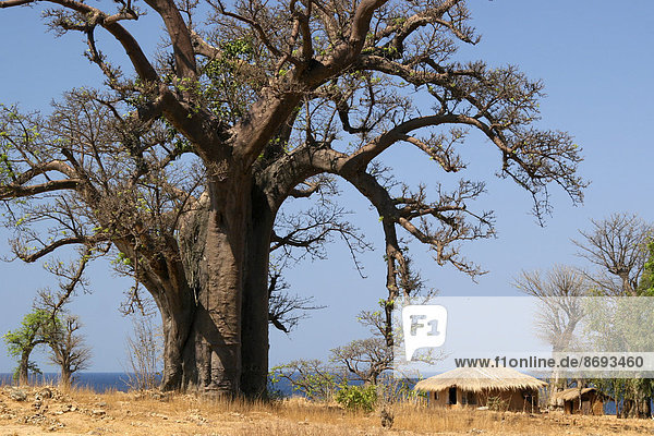 Malawi  Insel Likoma  Affenbrotbaum (Adansonia) und Lehmhütte am Malawisee