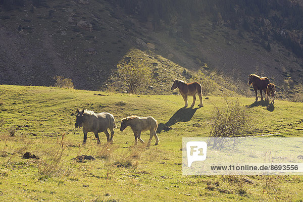 Spanien  Nationalpark Ordesa y Monte Perdido  Wildpferde im Pineta-Tal