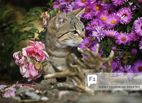 Tabby Kätzchen zwischen den Blüten