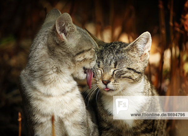 Young cat licking the face of another cat