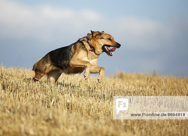 Deutscher Schäferhund Mischling läuft auf einem Stoppelfeld vor dem Himmel