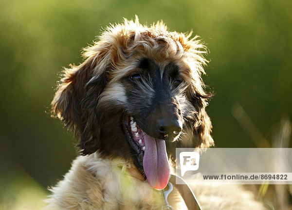 Porträt eines afghanischen Hundes mit ausgestreckter Zunge  Welpe