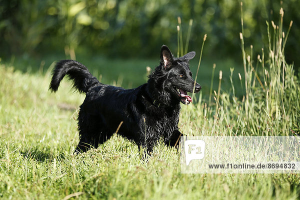 Deutschland  Baden-Württemberg  Satteldorf  schwarzer Hund  Mischling auf Wiese