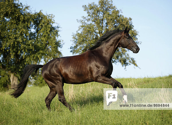 Deutschland, Oehringen, Westfälisches Warmblut, Deutschland, Oehringen, Westfälisches Warmblut