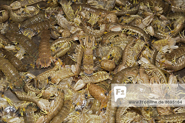 Fangschreckenkrebse (Stomatopoda) zum Verkauf  Red Market  Macao  China