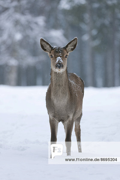 Rothirsch (Cervus elaphus)  Hirschkuh oder Rottier mit Winterdecke oder Winterfell  steht im Schnee  captive  Sachsen  Deutschland
