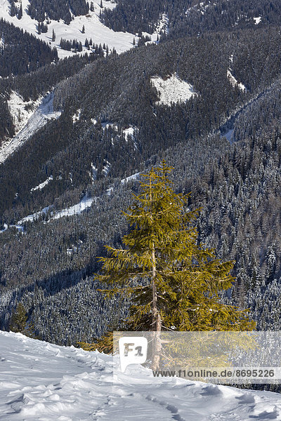 Bergkiefer (Pinus mugo)  Eisenerzer Alpen  Steiermark  Österreich