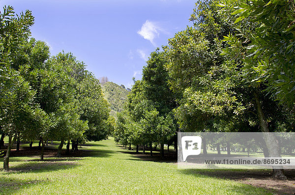 Macadamia (Macadamia ternifolia)  macadamia orchard  Gisborne region  North Island  New Zealand