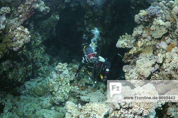 Scuba diver in a cave  Ras Muhammad National Park  Sinai Peninsula  Sharm el-Sheikh  Red Sea  Egypt