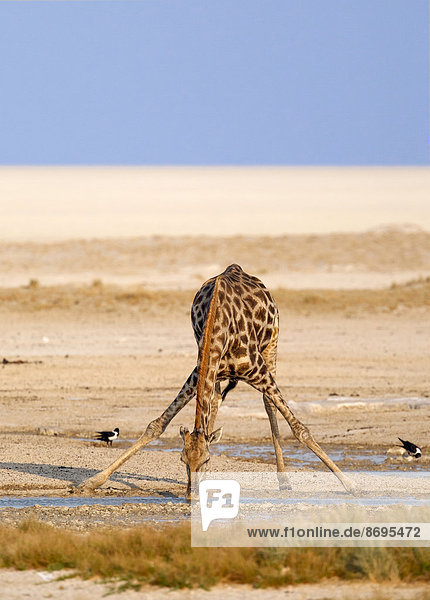 Giraffe (Giraffa camelopardalis) beim Trinken am Okondeka Wasserloch  Etosha-Pfanne hinten  Etosha-Nationalpark  Namibia