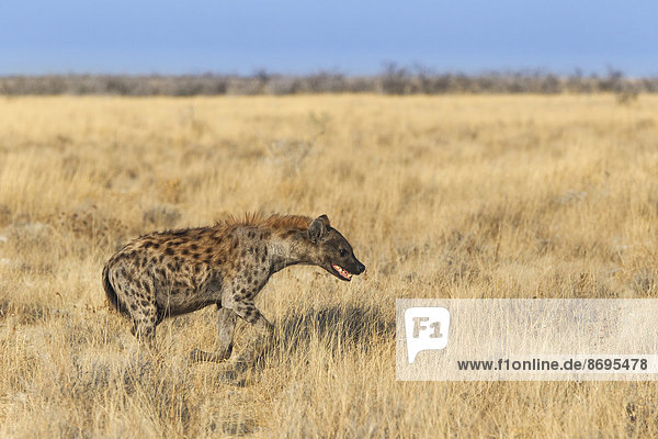 Tüpfelhyäne oder Fleckenhyäne (Crocuta crocuta)  durchs Gras rennend  Etosha-Nationalpark  Namibia