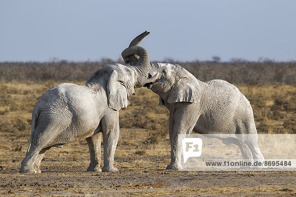 Zwei kämpfende Afrikanische Elefantenbullen (Loxodonta africana)  Etosha-Nationalpark  Namibia