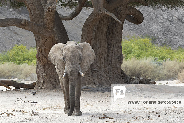 Afrikanischer Elefant (Loxodonta africana)  überquert ein trockenes Flussbett  Trockenfluss Hoanib  Damaraland  Region Kunene  Namibia