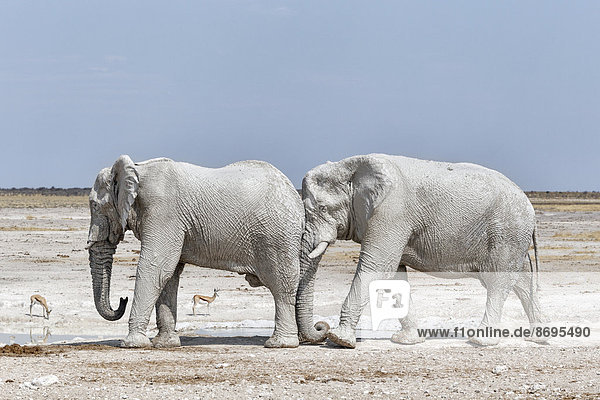 Zwei Afrikanische Elefantenbullen (Loxodonta africana)  einer schiebt den anderen an  Etosha-Nationalpark  Namibia