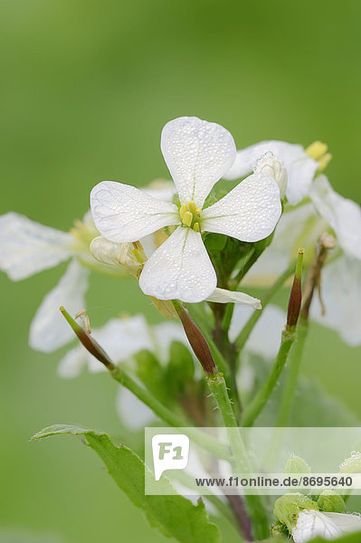 Garten-Rettich (Raphanus sativus) Blüten Nordrhein-Westfalen Deutschland