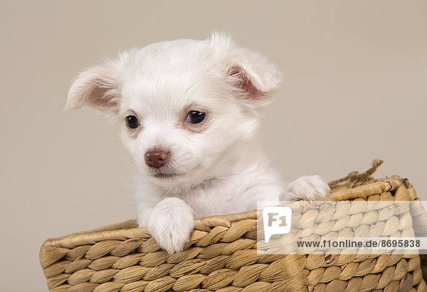 Chihuahua  Welpe  8 Wochen  weiß  in Korb