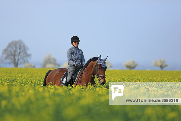Horsewoman riding a warmblooded horse on a rape field  Ense  North Rhine-Westphalia  Germany