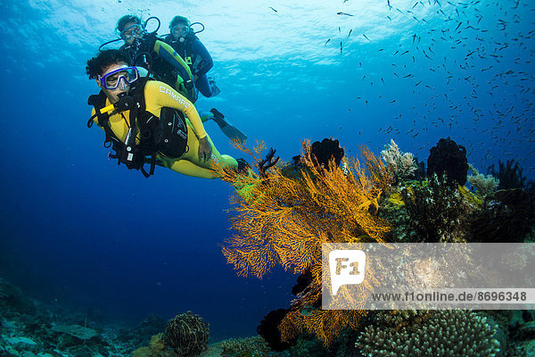 Group of scuba divers in a colourful coral reef  Philippines
