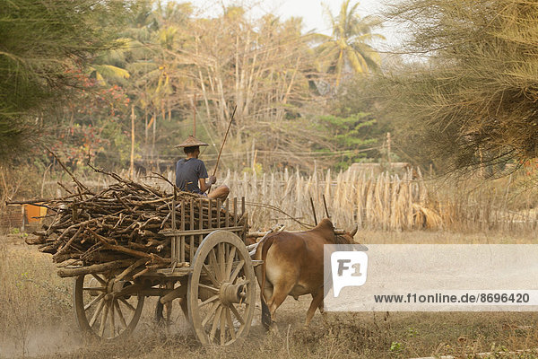 Oxcart transporting firewood  Ngapali Beach  Thandwe  Myanmar