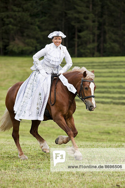 Equestrienne wearing a Venetian costume riding a Welsh Cob  sorrel  galloping  Northern Tyrol  Austria