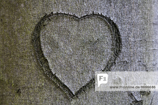 Heart carved into a tree bark  Germany