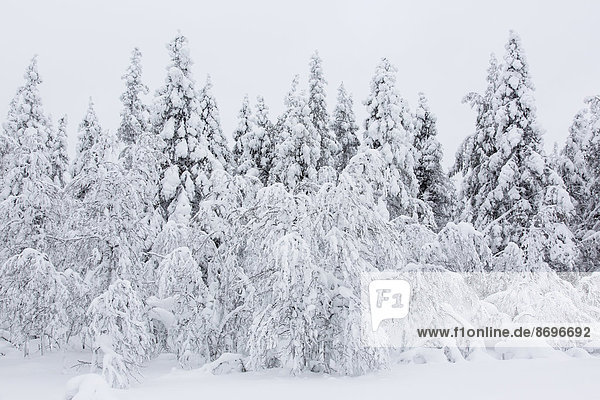 Verschneite Bäume  Ivalontie  Sodankylä  Finnland